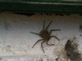 Selenops radiatus